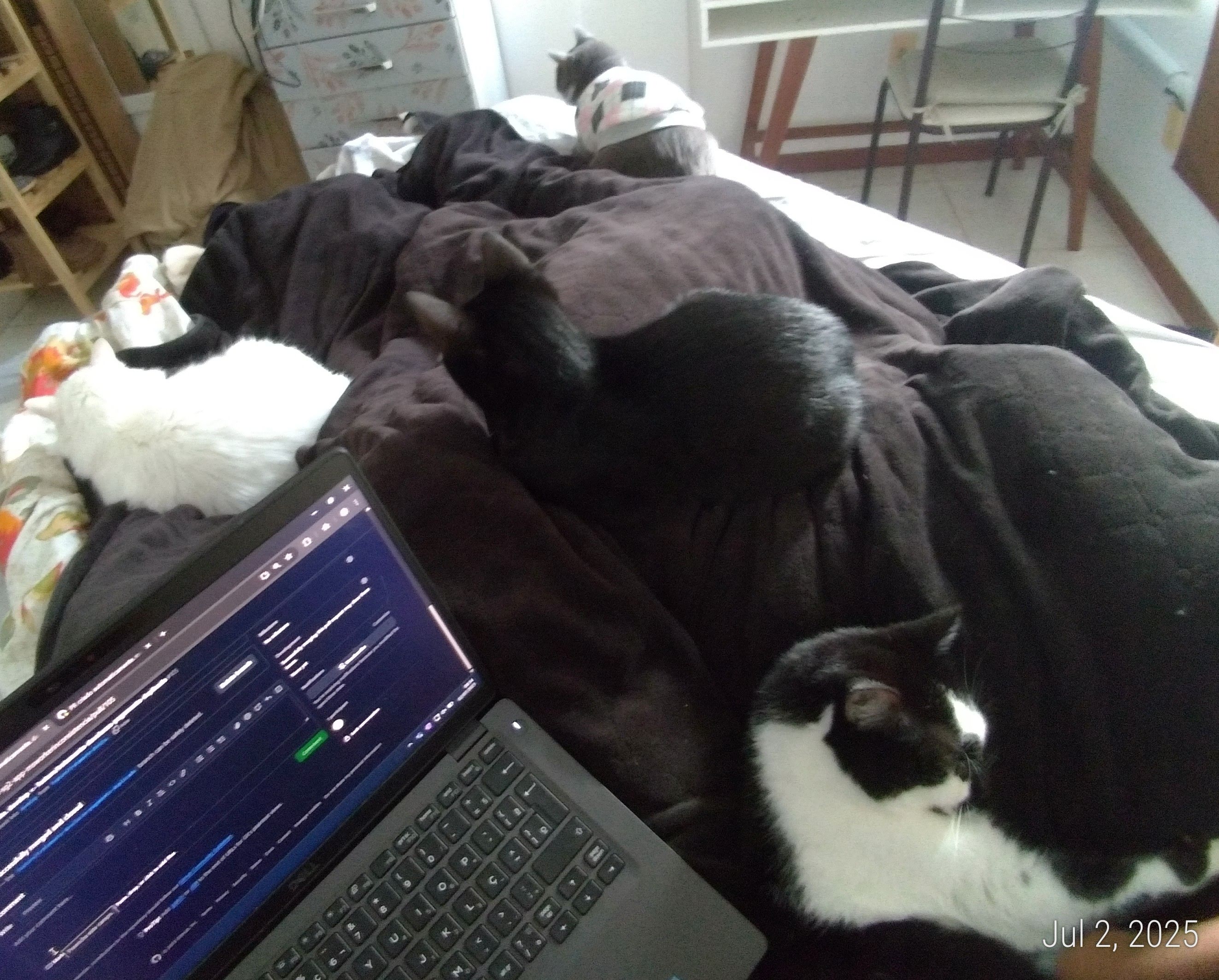 Dalila, Estelar, Freya e Tinininha